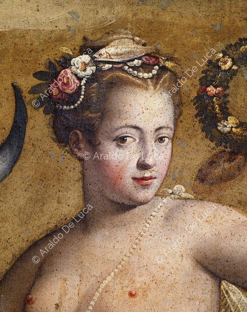 Erato Venus. Detail