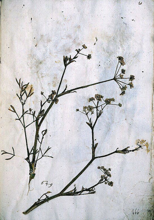 Herbarium 2348