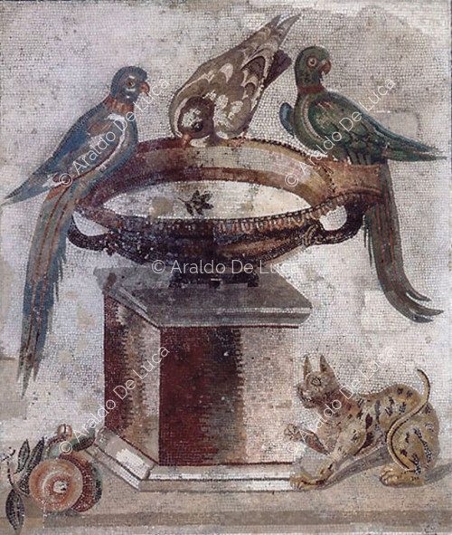 Fontana, pappagalli e colombe