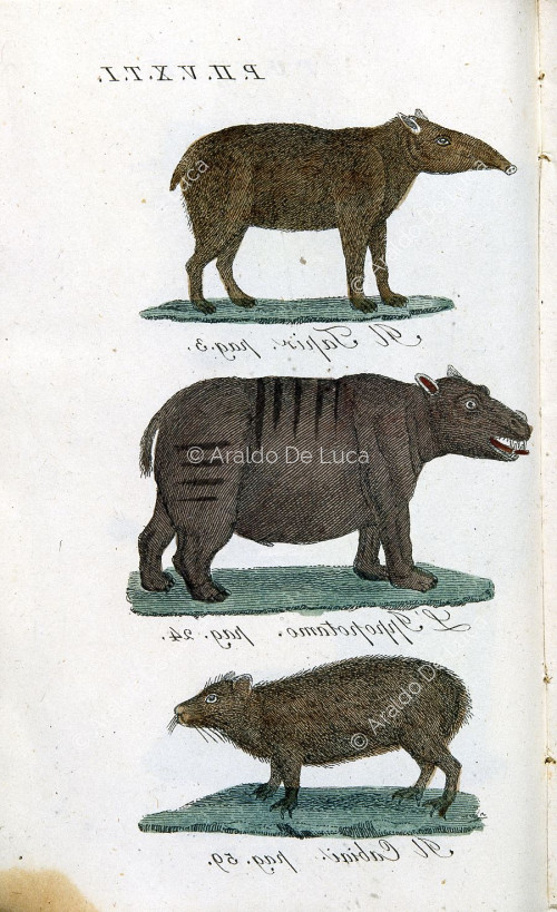 Il tapir, l'ippopotamo e il cabiai