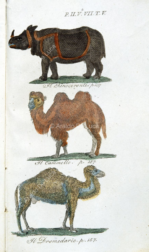 El rinoceronte, el camello y el dromedario