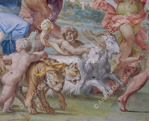 Galería de los Carracci. Fresco de la bóveda con el Triunfo de Baco. Detalle con niño y tigre