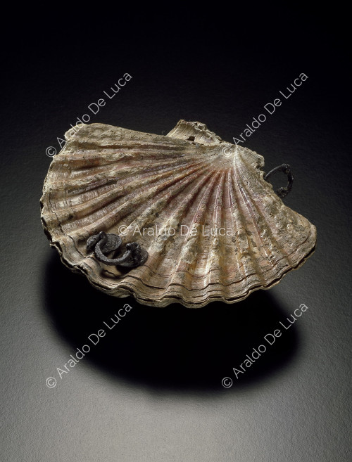 Pyxis in the form of a shell