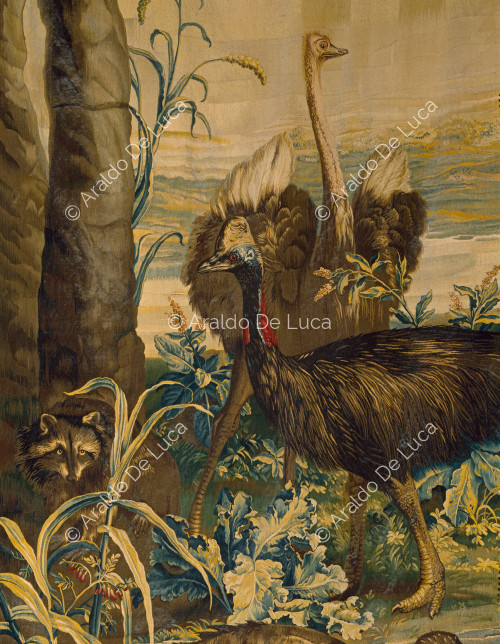 Ostriches. Detail