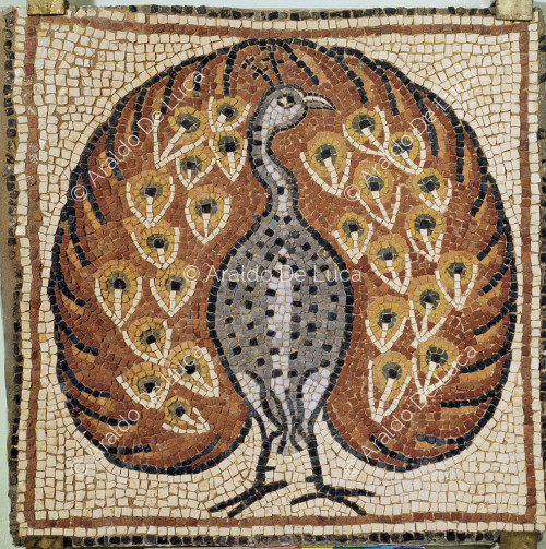 Mosaico policromo con pavone