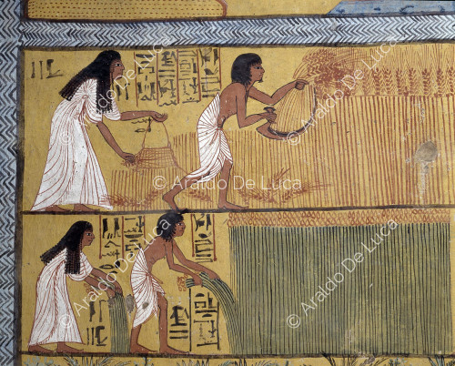 Harvest scene in Iaru's fields with Sennedjem and his wife.