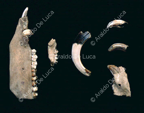 Pig-toothed jaw