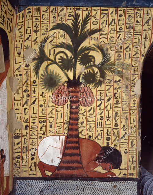Pashedu drinks water from a stream in the shade of a palm tree laden with clusters of dates.