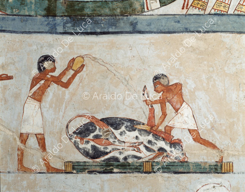 Sacrificio de un buey durante la ceremonia funeraria