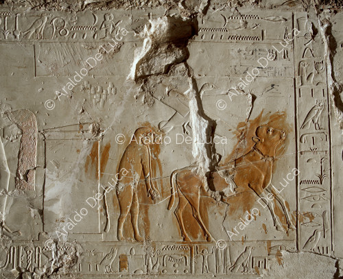 Ein Kalb, eine Ente und ein Pavian im Zusammenhang mit dem Sed-Fest von Amenhotep III.