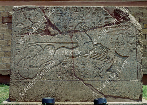 Amenhotep II su carro