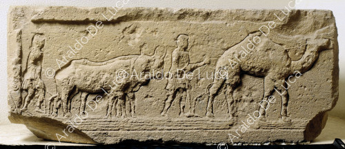 Stone relief with dromedary ploughing