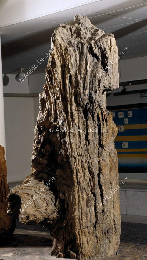 Fossil trunk from the Palaeolithic period