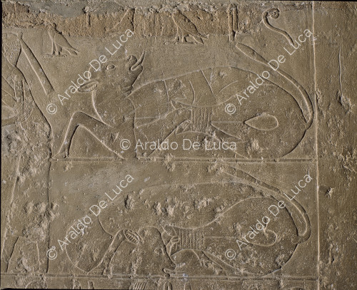 Due buoi sacrificali dalla processione funebre della mastaba di Qar