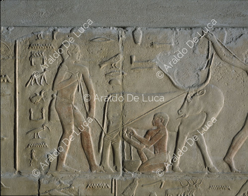 Mastaba de Kagmni. Décoration murale en relief