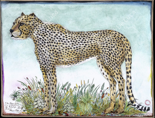 Studio di un gattopardo