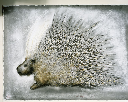 Great porcupine