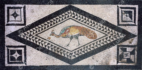 House of Cuspio Pansa or Paquius Proculus. Atrium. Mosaic with peacock