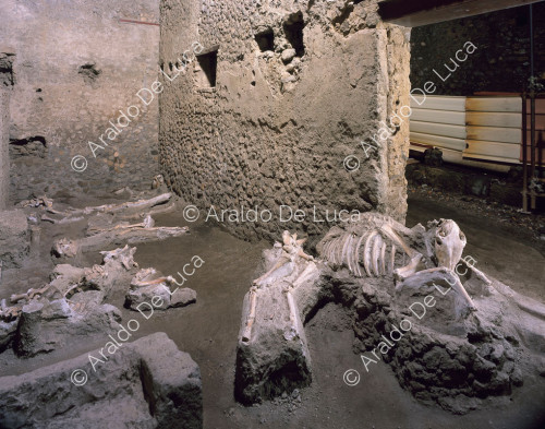 Casa de los Casti Amanti. Fósiles de animales