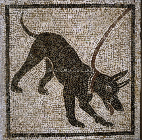 Emblema del cave canem. Mosaico
