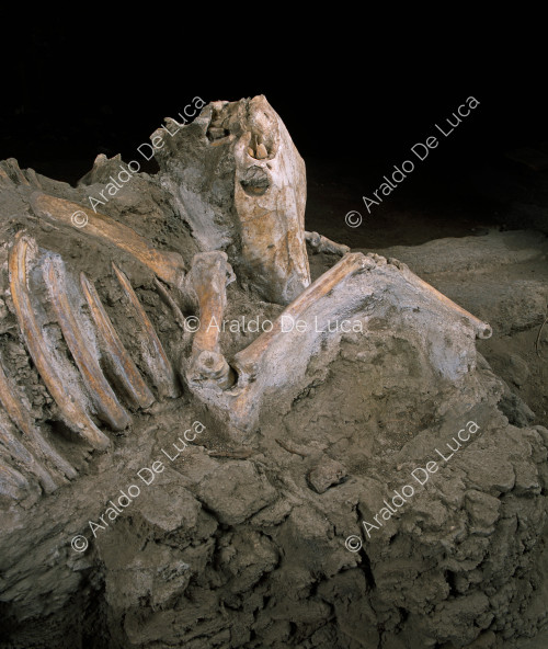 Maison des Casti Amanti. Squelette d'animal fossilisé