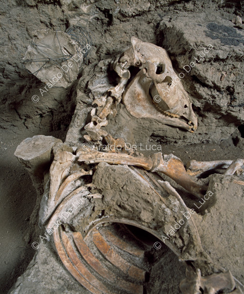 Casa de los Casti Amanti. Esqueleto animal fosilizado