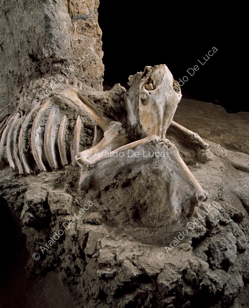 Maison des Casti Amanti. Squelette d'animal fossilisé