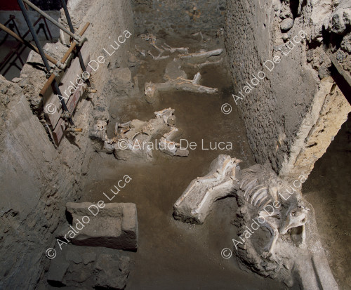 House of the Casti Amanti. Barn with animal skeletons