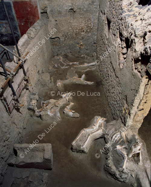 House of the Casti Amanti. Barn with animal skeletons