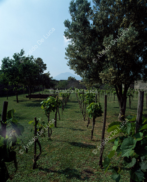 Jardín con viñedo