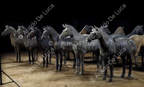 Terrakotta-Armee. Pferde