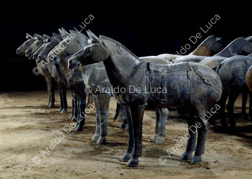 Terrakotta-Armee. Pferde